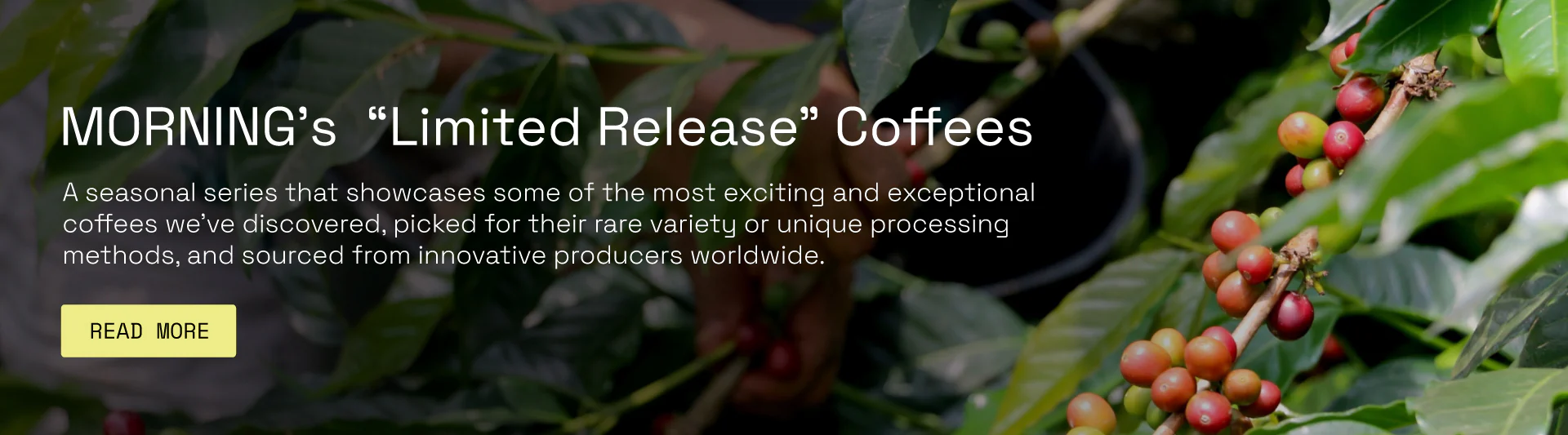 Elevate Your Morning Ritual